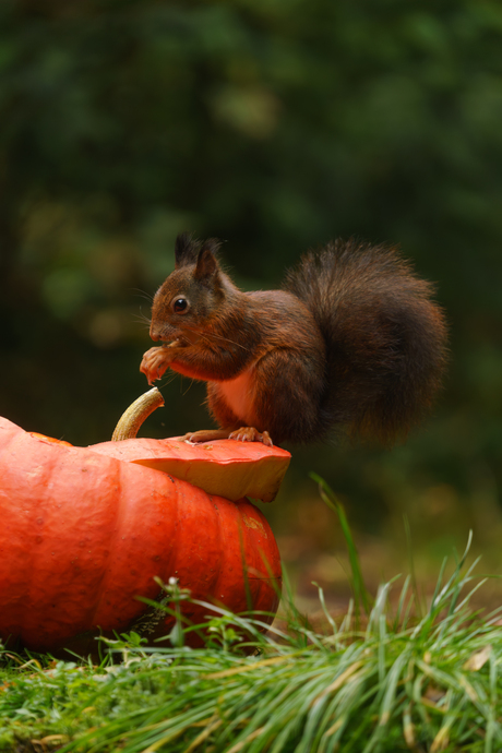 De smaak van de herfst.