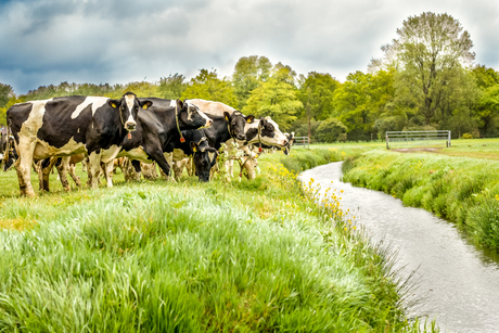 Koeien weer tevreden in de wei