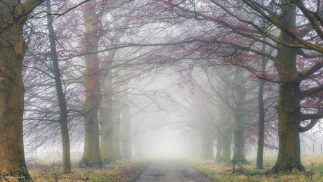 Foggy day at the forest