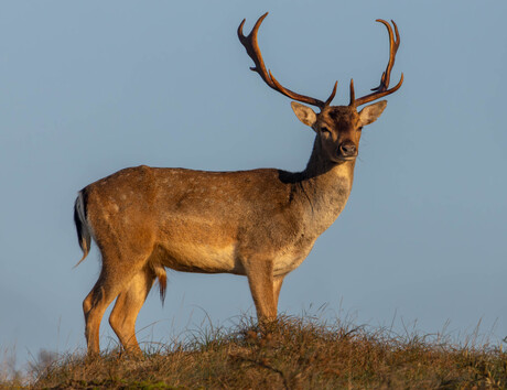 Opkomende zon in duinen westerschouwen