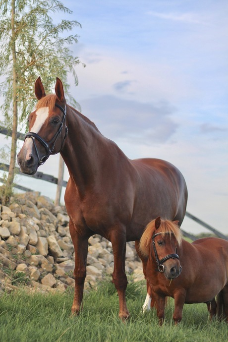 Het paardjes duo Loes en Daantje