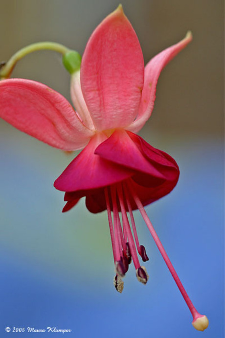 Fuchsia