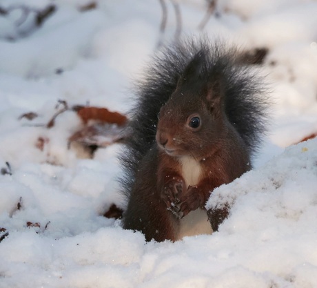 Eekhoorntje in de sneeuw 