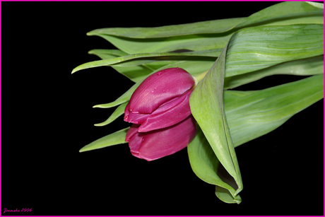 Tulp