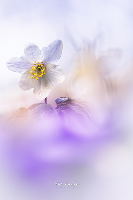 Ja, de lente is nu echt begonnen!