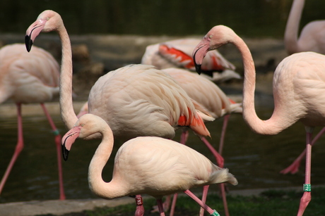 Flamingo's