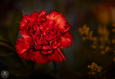 Garden carnation
