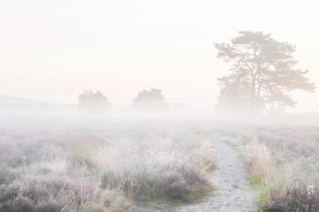 Ochtendwandeling in de Duinen