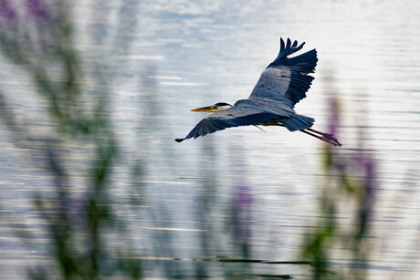 Reiger aan het water