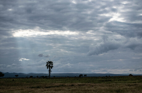 Licht op boom in Tanzania 