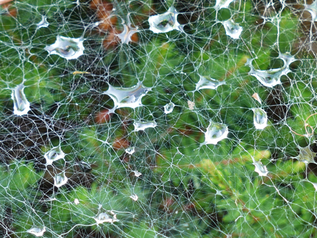 spinneweb met waterdruppels