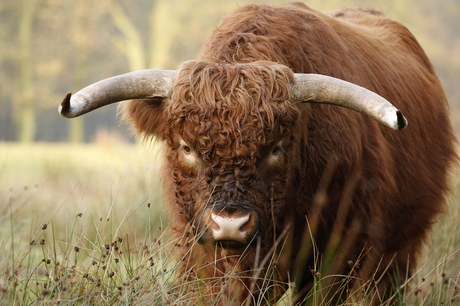 Highland Cow 2 in NP Veluwezoom