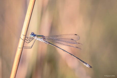 Dazzling dragonfly