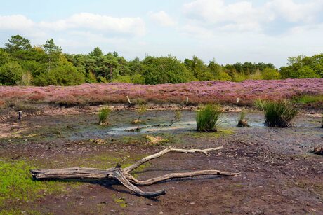 Heide veld