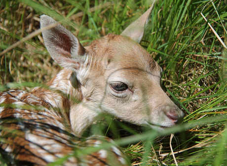Bambi in het gras
