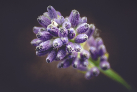 Lavendel