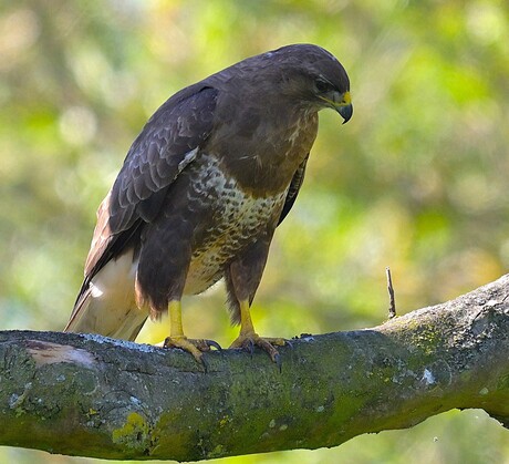 Buizerd