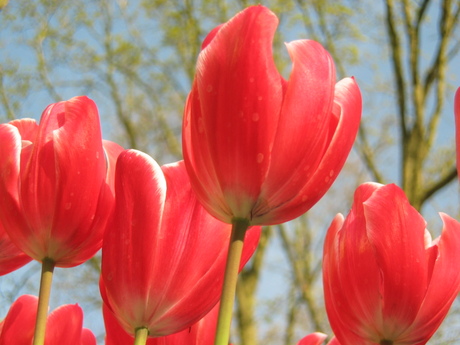 Keukenhof Tulips