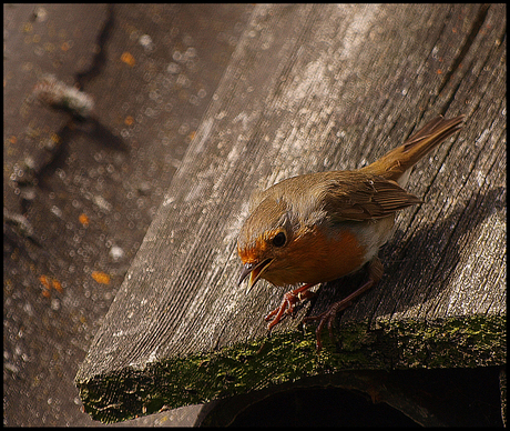 ROODBORST