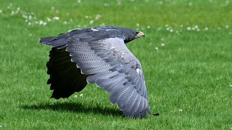 GRIJZE ARENDBUIZERD 