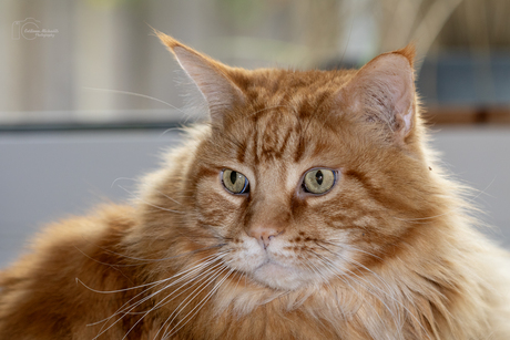 Een mooie Maine coon