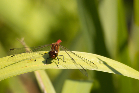 Bloedrode heidelibel