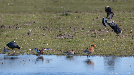Drukte aan de waterkant