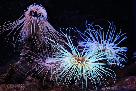 Zee anemonen 