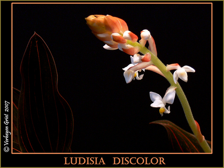 Ludisia Discolor : Orchid