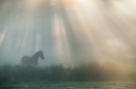 Fries paard in ochtendlicht