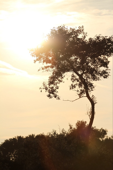 Lonely Tree