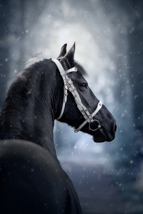 Winter friesian