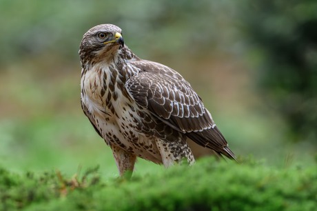Buizerd
