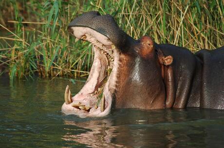 Gapend nijlpaard