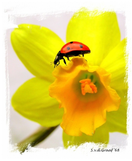 Narcis met lieveheersbeestje