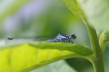 Mijn eerste macro-foto's.