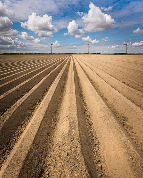 Hollands Aardappelveld
