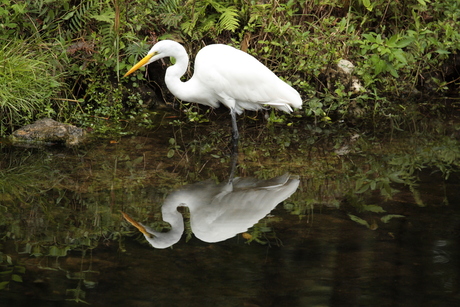 De witte reiger