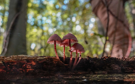 Puur natuurlijk licht.