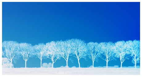 Witte bomen blauwe lucht