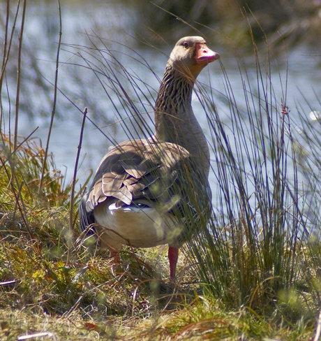 Grauwe Gans