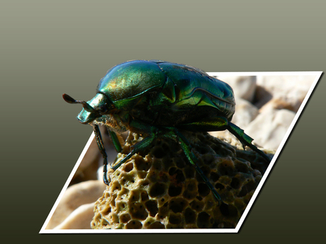 Green bug