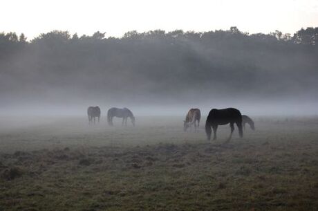 paarden in de mist