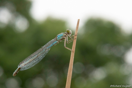 Watersnuffel (Enallagma cyathigerum)