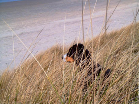 Zitten in het gras