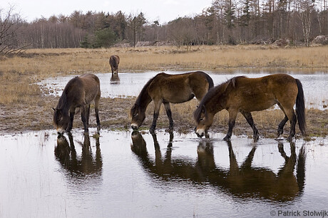 Paarden in Herperduin