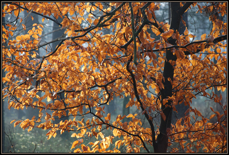 zonnige herfstdag