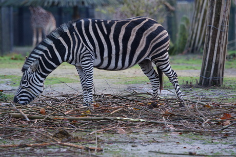 Zebra