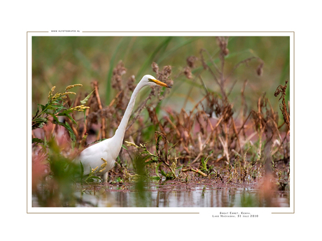 Great Egret, Kenia