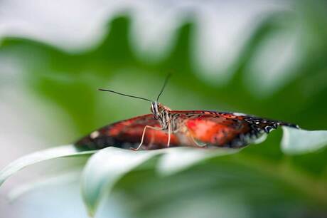 Vlinder botanische-tuin
